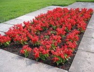 imagen Plantas florales: la Salvia Roja