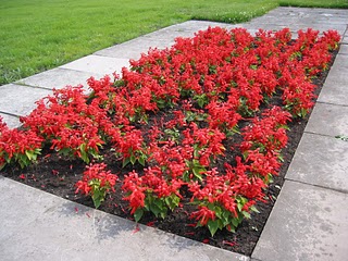 Plantas florales la Salvia Roja3