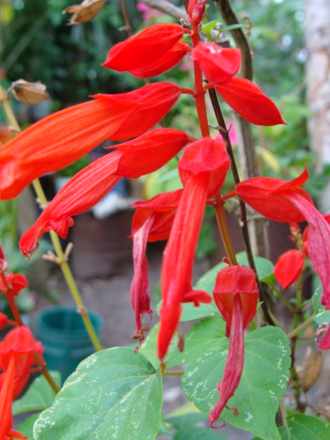Plantas florales la Salvia Roja4