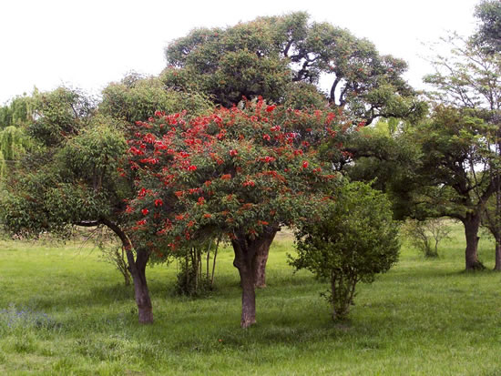 Árboles con flores_ el Ceibo-01 Árboles con flores_ el Ceibo-01