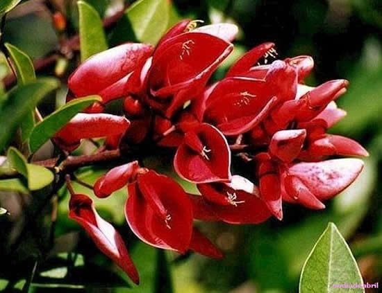 Árboles con flores_ el Ceibo-02 Árboles con flores_ el Ceibo-02
