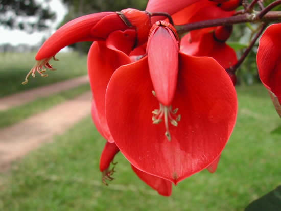 Árboles con flores_ el Ceibo-03 Árboles con flores_ el Ceibo-03