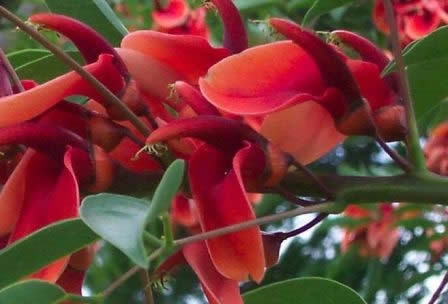 Árboles con flores_ el Ceibo-06 Árboles con flores_ el Ceibo-06
