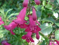 imagen Herbáceas perennes: el Penstemon