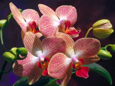 Plantas de Interior con flor la Orquídea2