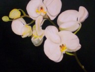imagen Plantas de Interior con flor: la Orquídea