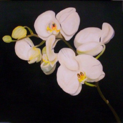 Plantas de Interior con flor la Orquídea3