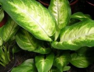 imagen Plantas de interior: la Difenbaquia