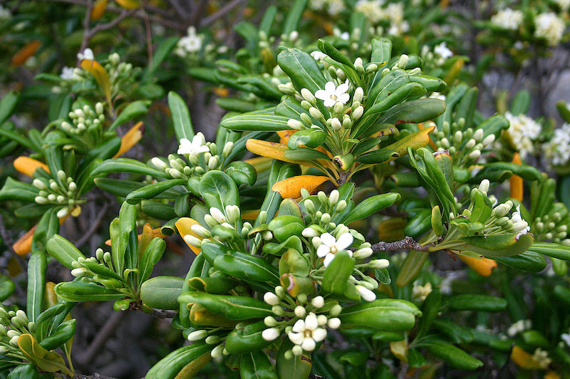 Poda Guia De Jardineria Part 31