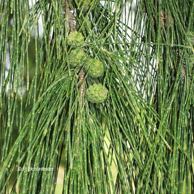 Arboles la Casuarina1