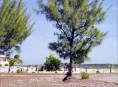 imagen Arboles: la Casuarina