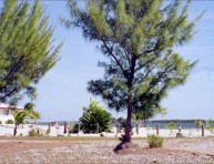 imagen Arboles: la Casuarina