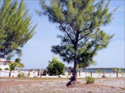 Arboles la Casuarina3