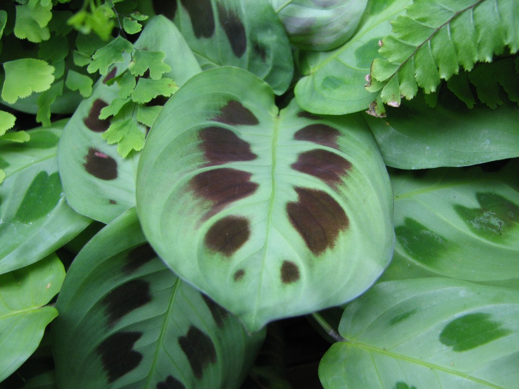 Plantas de interior: la Maranta