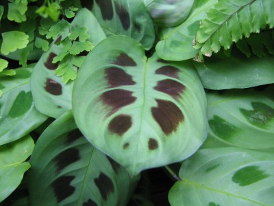 Plantas de interior la Maranta1