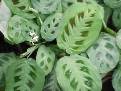 Plantas de interior la Maranta2