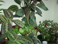 imagen Plantas de interior: la Maranta