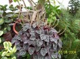 imagen Plantas de Interior: Peperomia