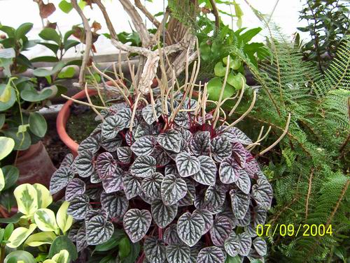 Plantas de Interior Peperomia5