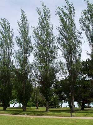 Arboles el Alamo Piramidal populus nigra cv. italica2