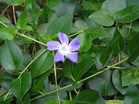 Cubresuelos la Vinca3