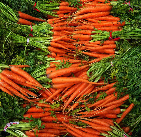 Cultiva zanahorias en casa1