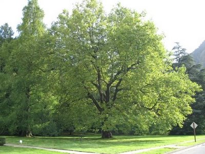 El Plántano, un árbol muy resistente3