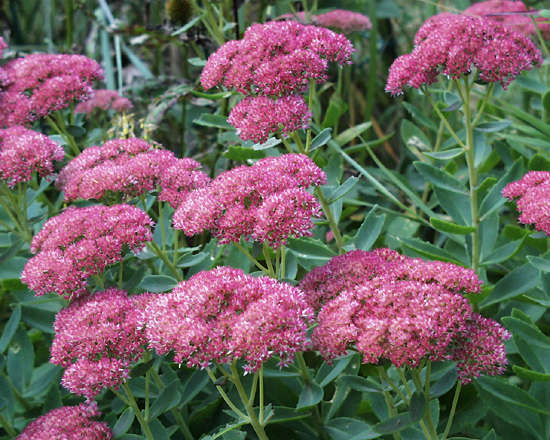 El Sedum, una hermosa planta1