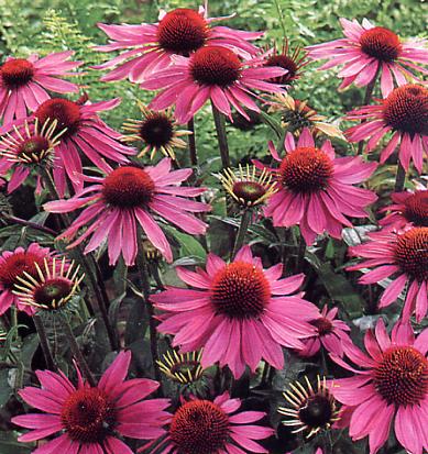 La echinacea purpurea 1