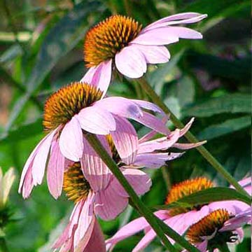 La echinacea purpurea2