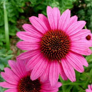 La echinacea purpurea3