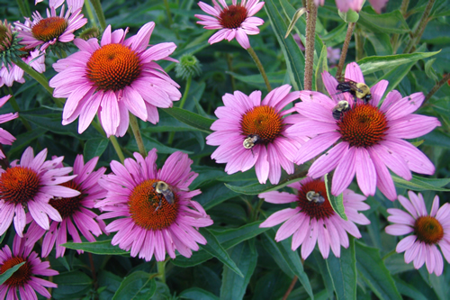 La echinacea purpurea4