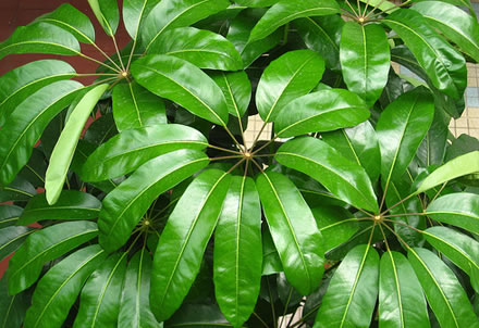 schefflera-actinophylla1