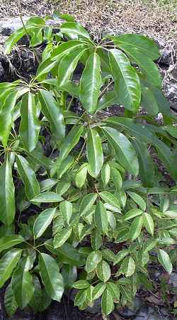 schefflera-actinophylla2