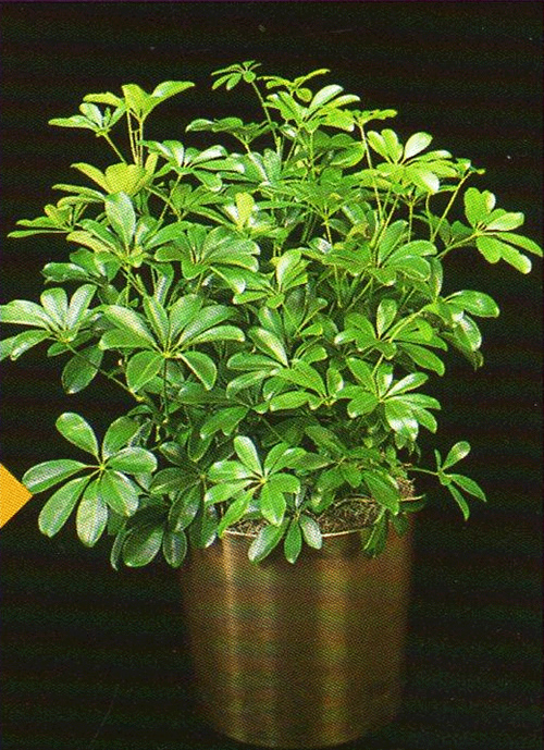 schefflera-actinophylla3