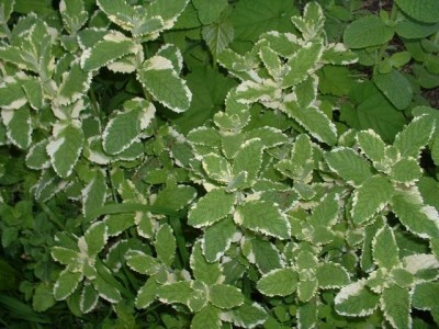 Menta Variegada1