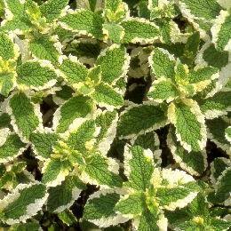 Menta Variegada2