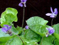imagen Cubresuelos: la Violeta