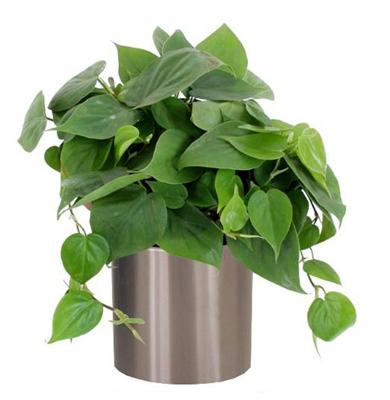 philodendron scardens 1