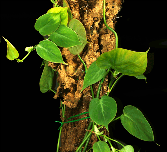 Philodendron Scardens