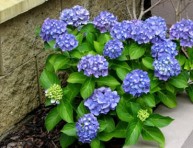 imagen Arbustos: la Hortensia