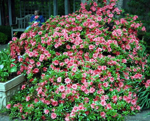 Plantas de interior: la Azalea