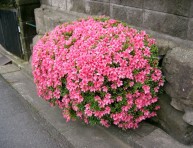 imagen Plantas de interior: la Azalea