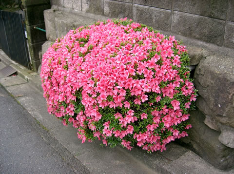 Plantas de interior: la Azalea