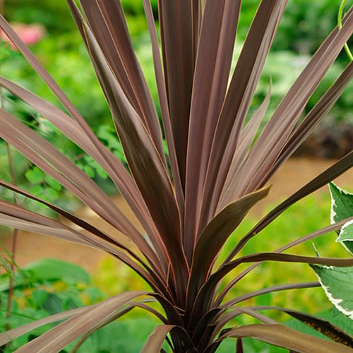 cordyline australis 2