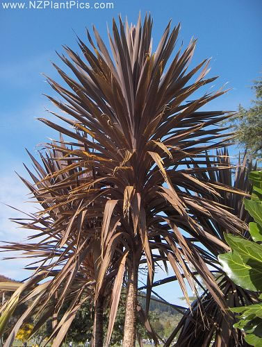 cordyline australis