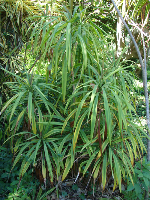 cordyline stricta 2