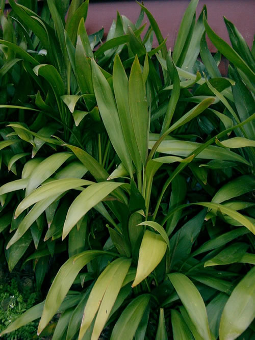 cordyline stricta