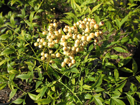 nandina domestica alba