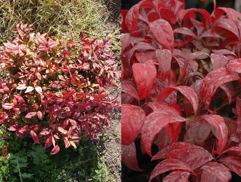 nandina domestica firepower 1